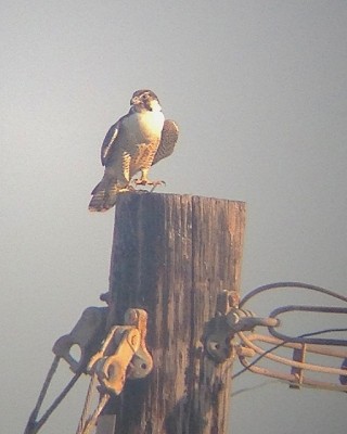 Peregrine Falcon « Whooping Crane Festival