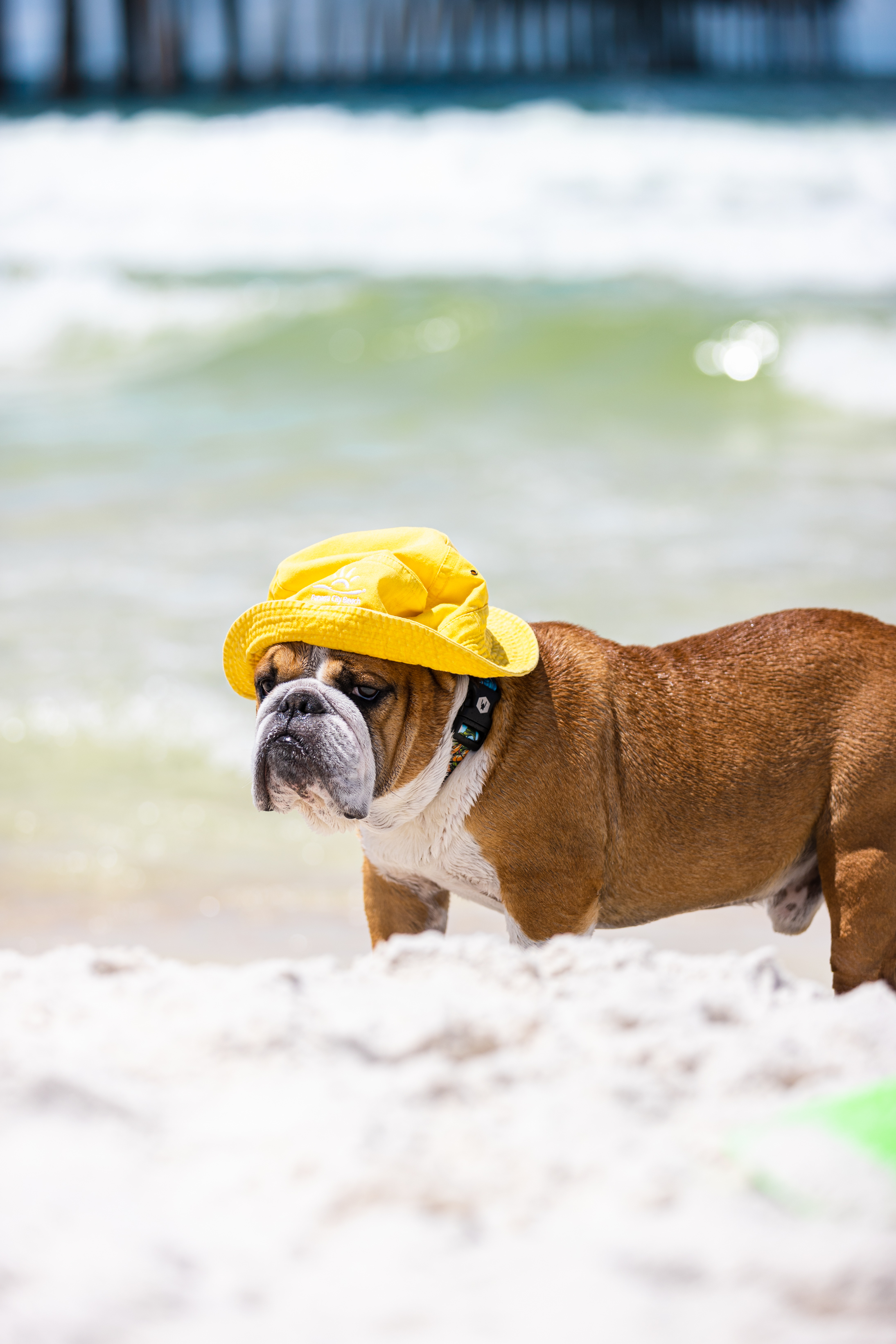 are dogs allowed on beach in panama city florida