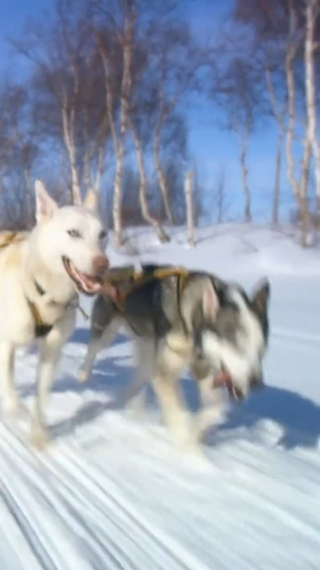 The Wonderful World of Dog Carting