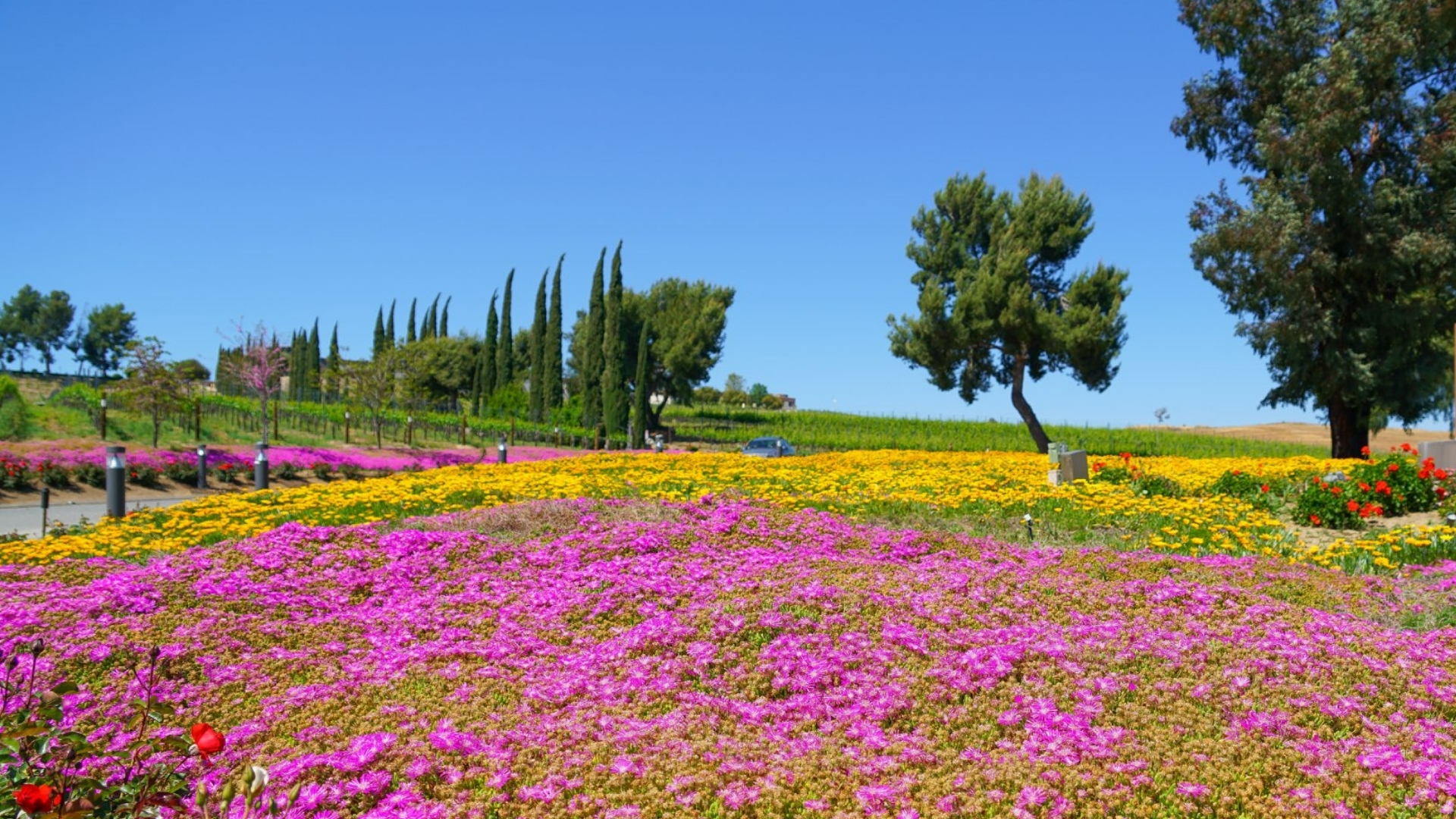 Experience Spring in Temecula Valley