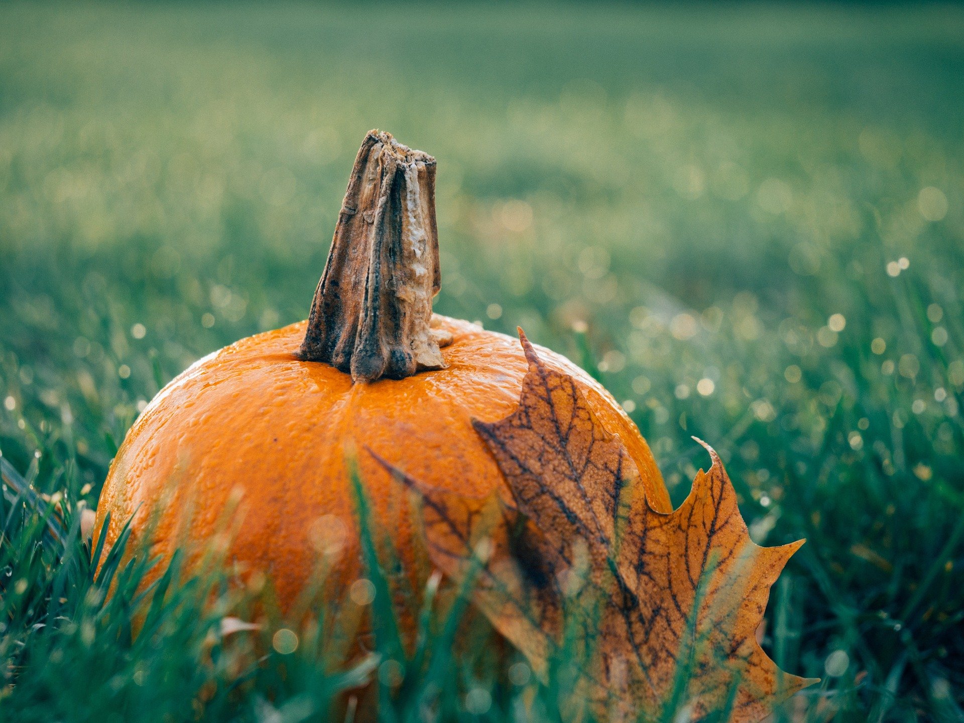Wilmington Pumpkin Patches, Fall Foliage & Ghost Trains