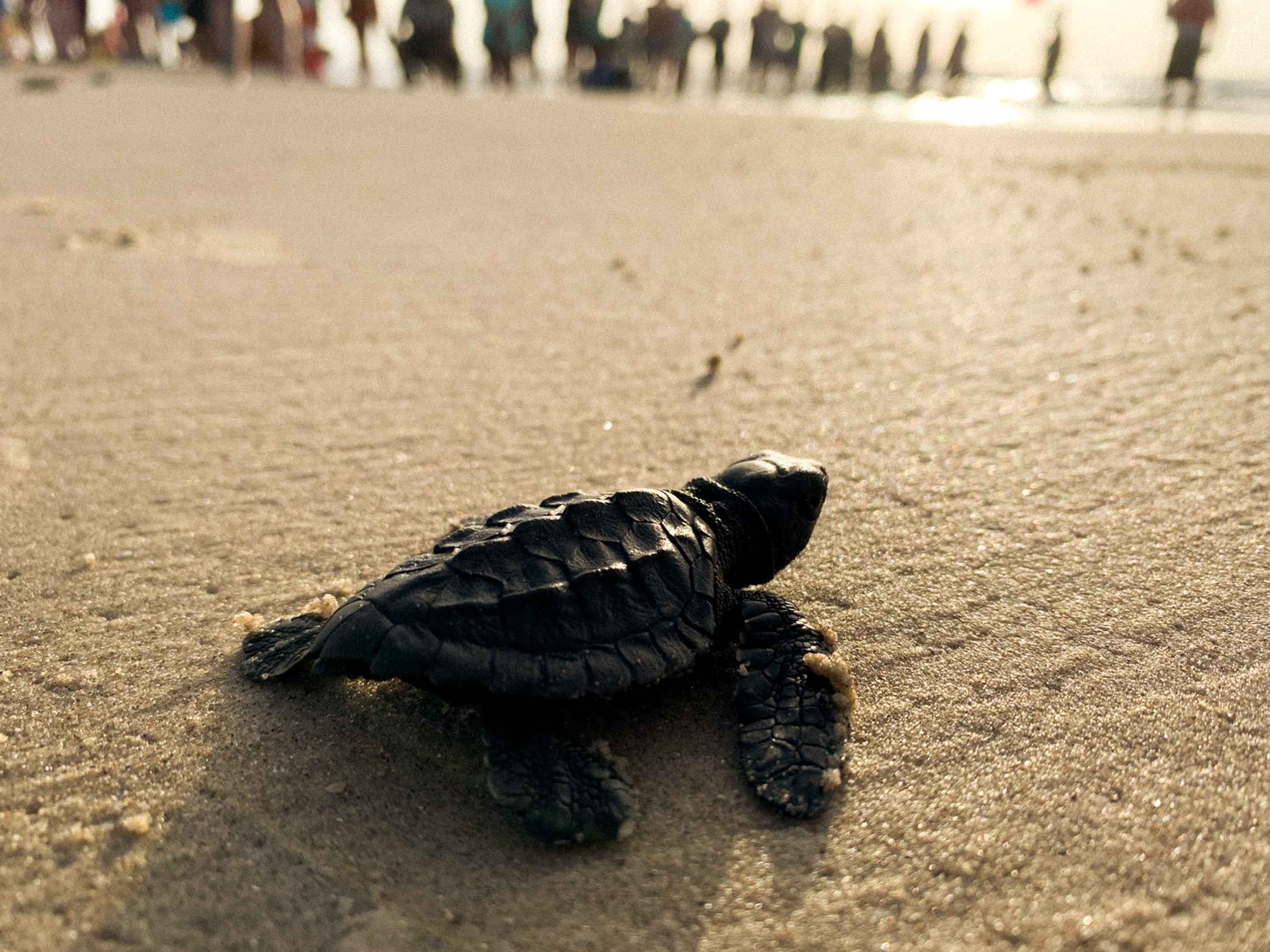 Endangered sea turtles released Gulf of Mexico at Topsail Hill