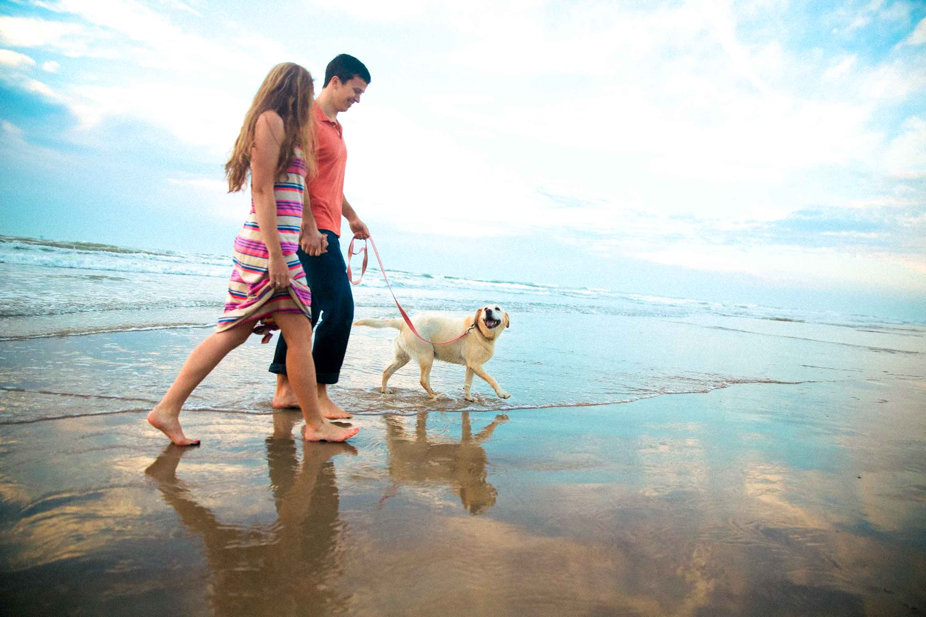 Dog walk best sale beach near me
