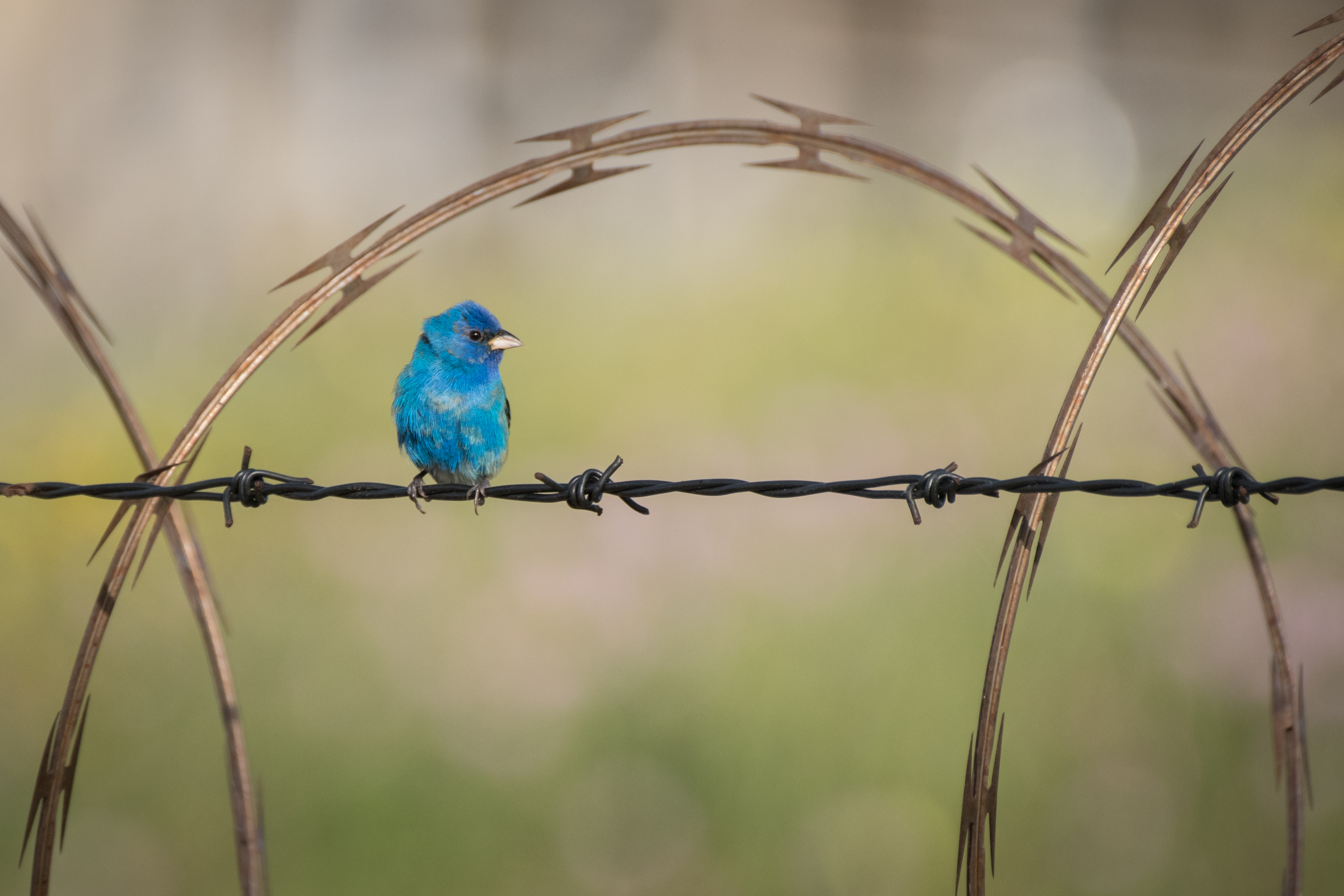 SE Texas Birding & Wildlife Watching: Hotter than You Know What