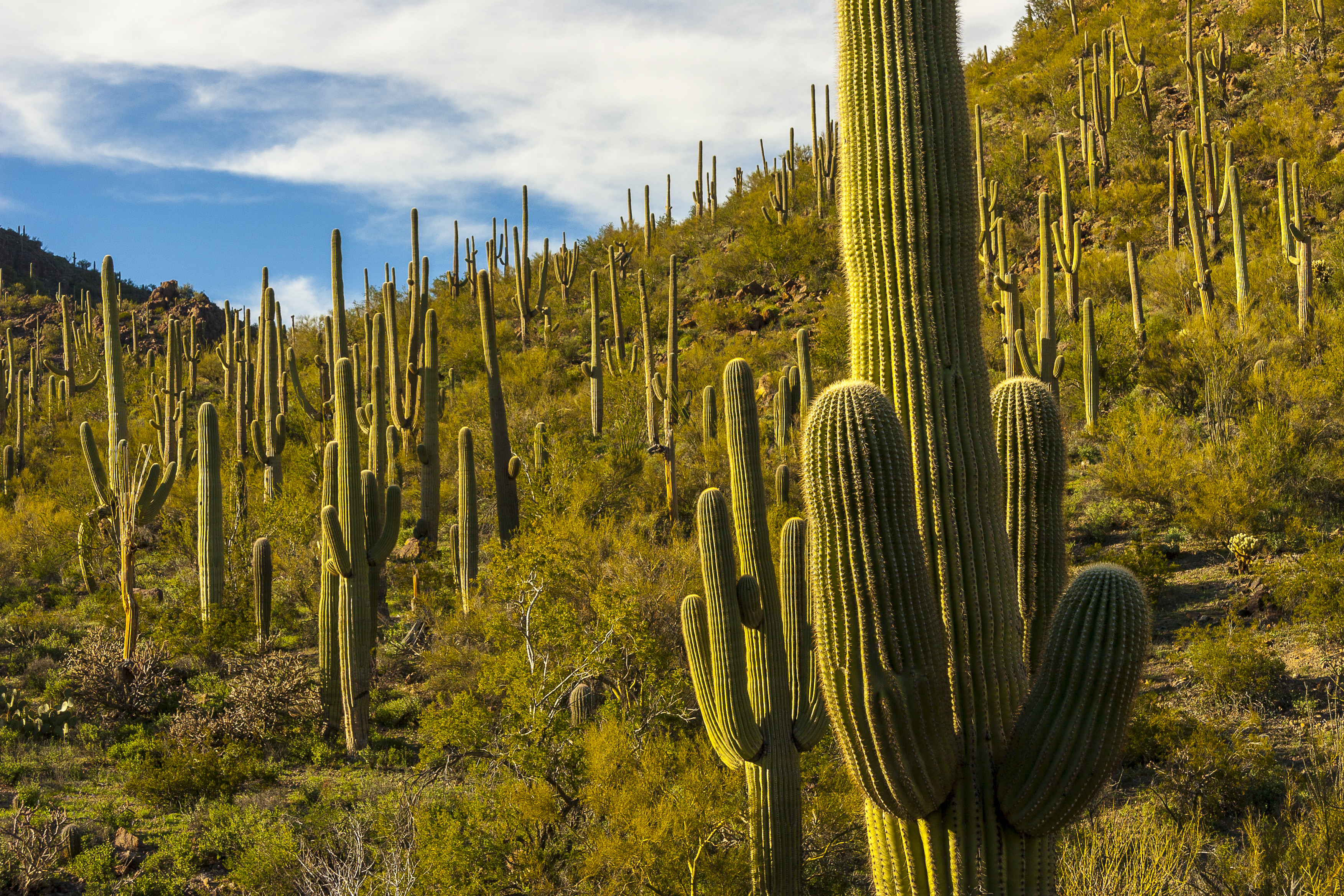  Saguaro