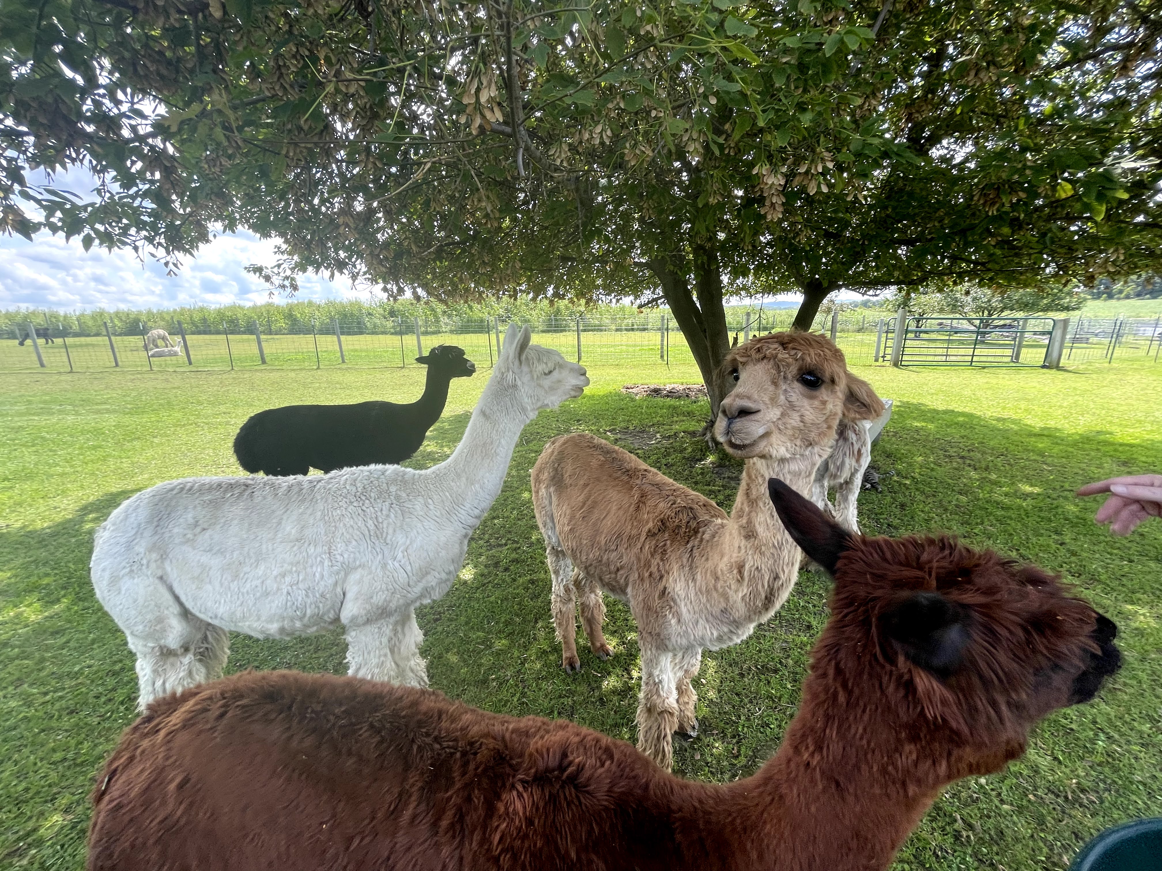 Justorian Alpacas One of the Top Things to Do in Osseo WI