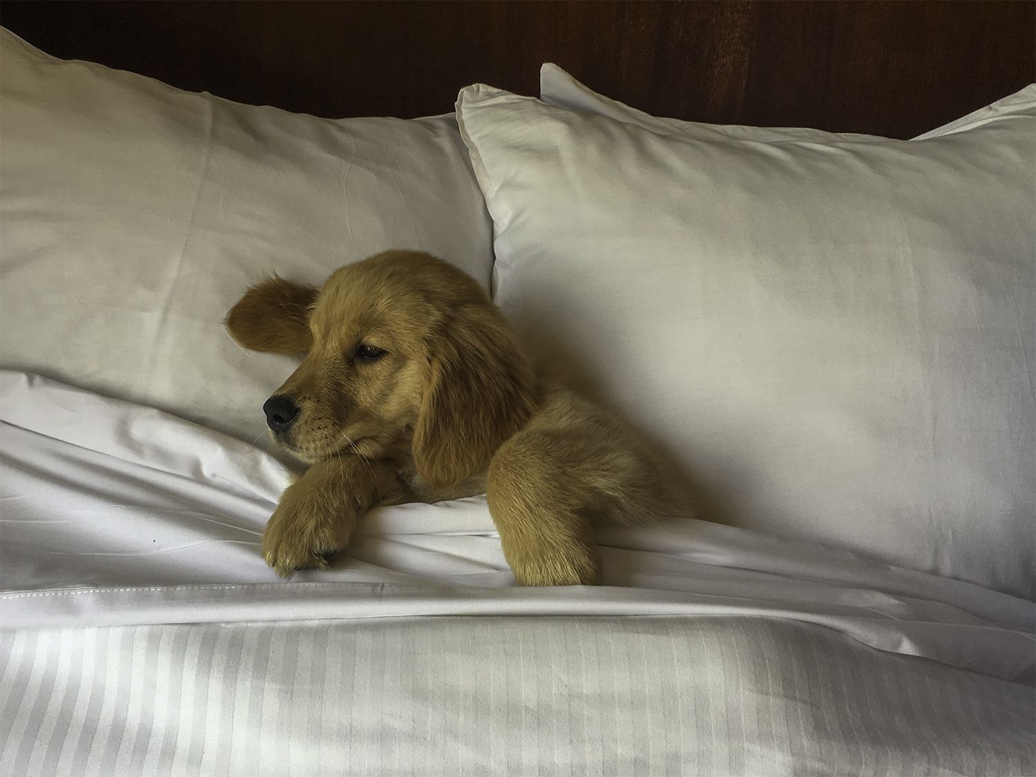 Pet Friendly Hotels Where Pets Stay Free