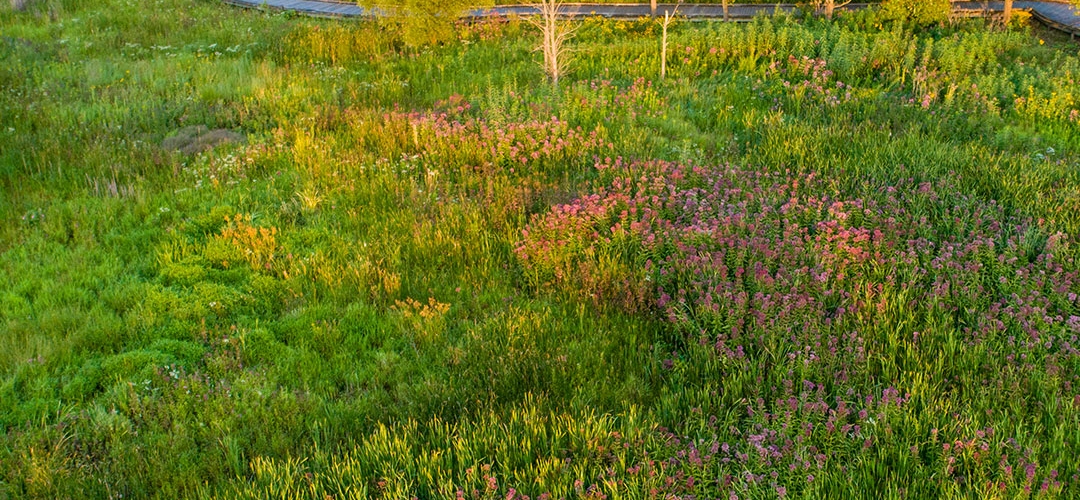 Native Wildflowers of New York / State Flower Field Guide Providing Picture  Identification / Flower ID Poster / Prairie & Woodland Flowers 