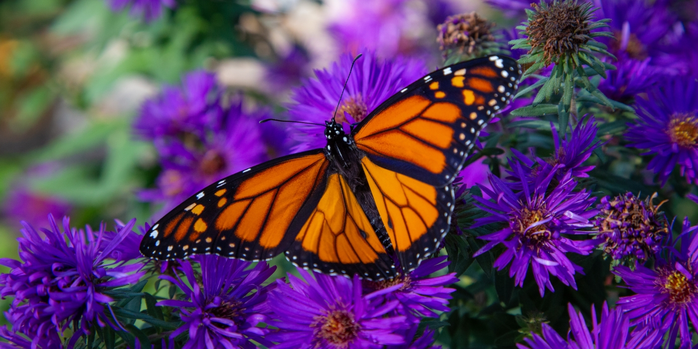 monarch butterfly on flower