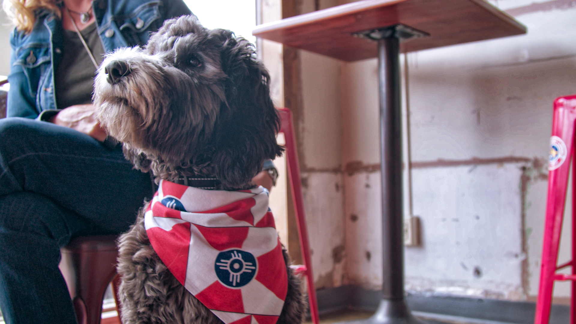 10 Dog-Friendly Stores Where You Can Take Your Pup on the Ultimate
