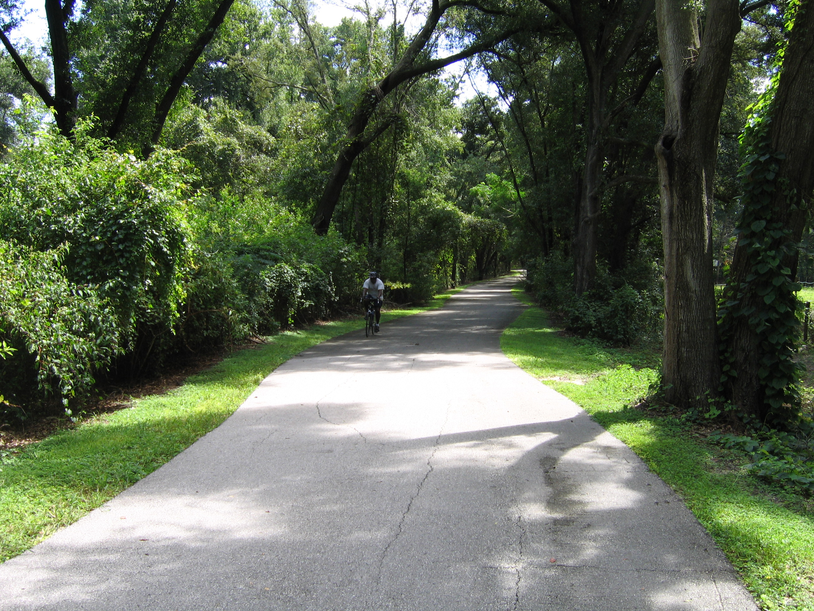 Six of the “Greenest” National Forests - National Forest Foundation