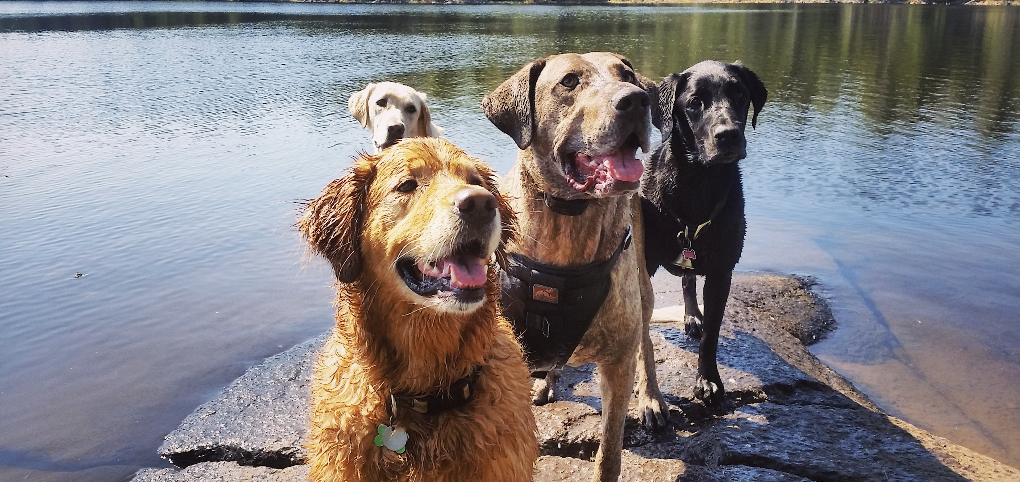 Unleash Adventure with Your Pup: Dog-Friendly Fun in Cook County