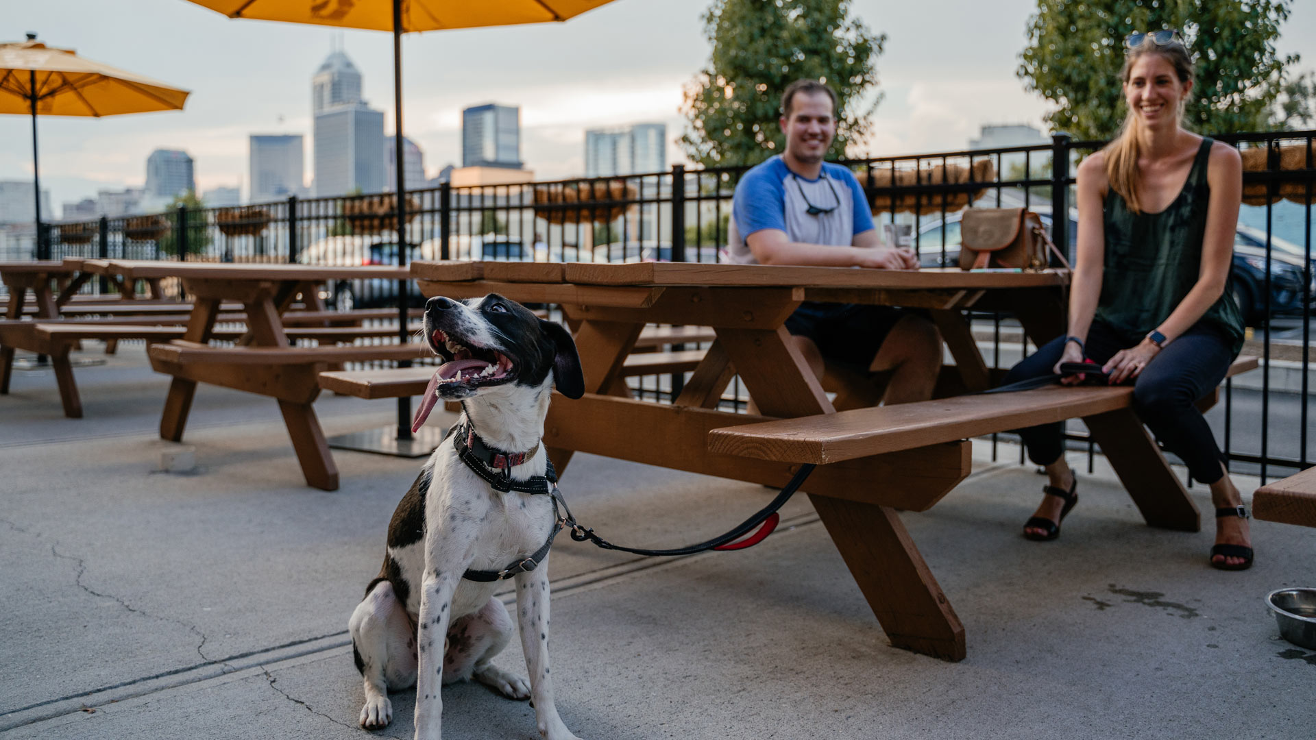 Guide to dog friendly bars, patios & parks in Kansas City