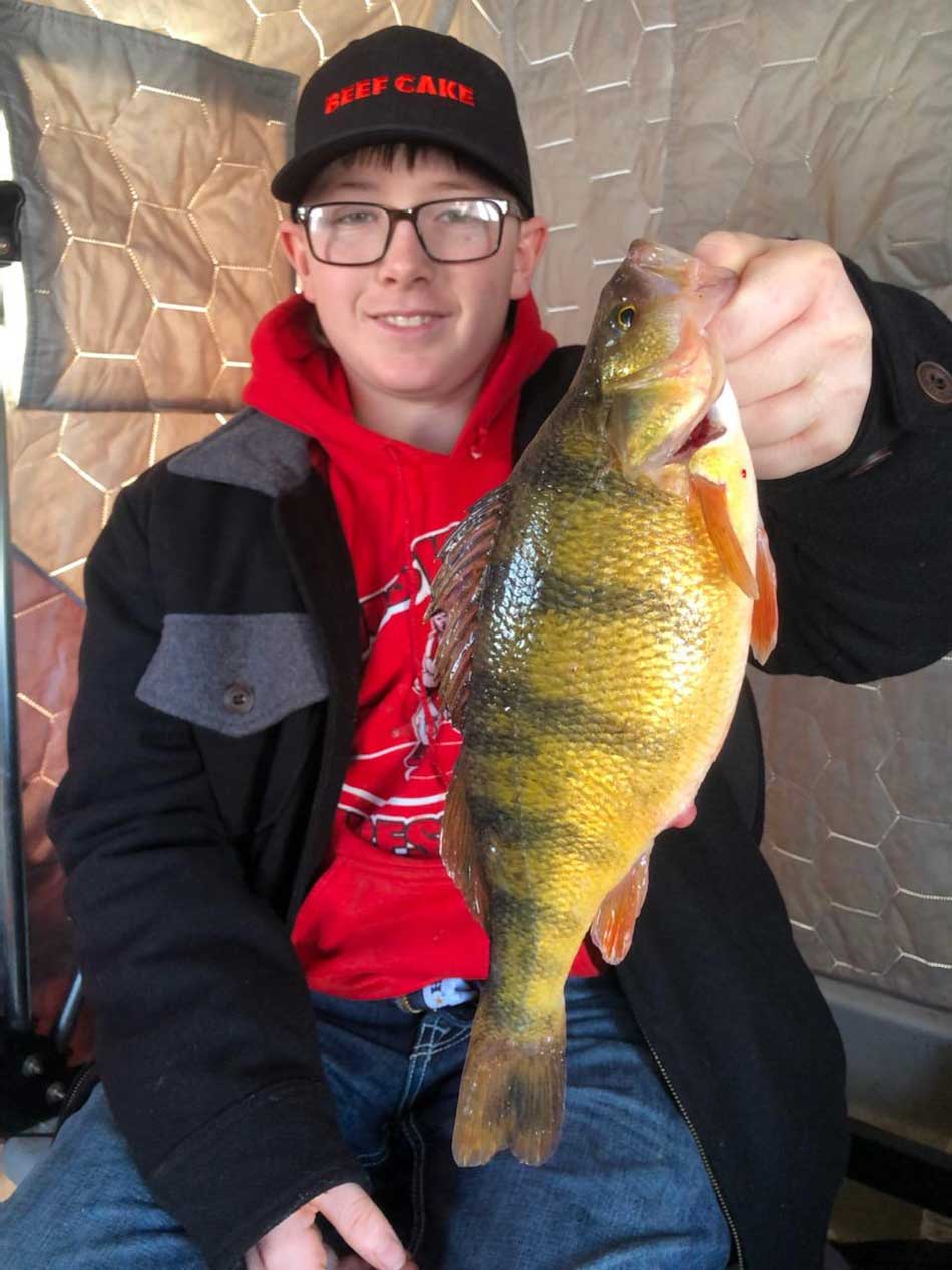 huge yellow perch