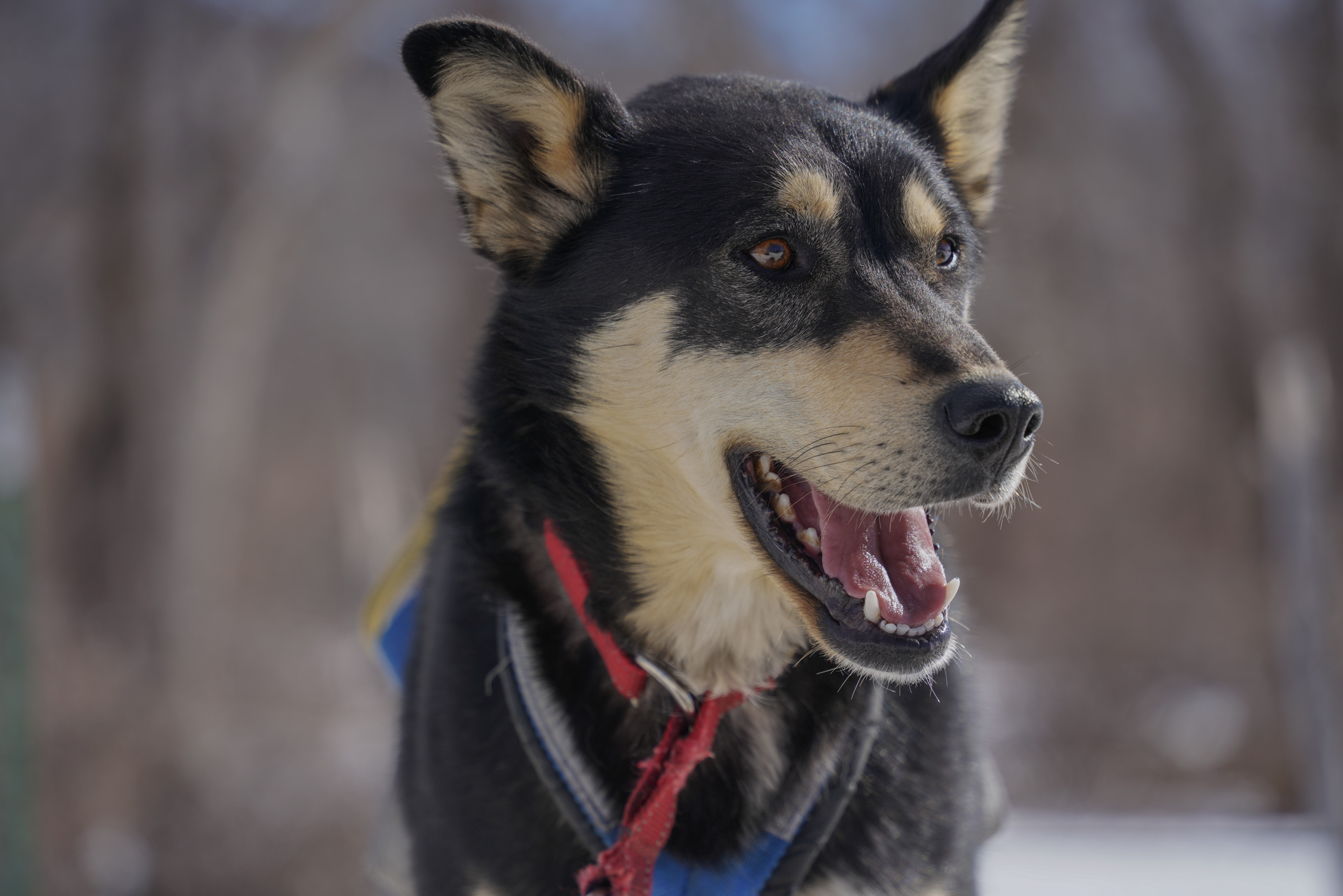 Hiking with your dog? Do your doo diligence!