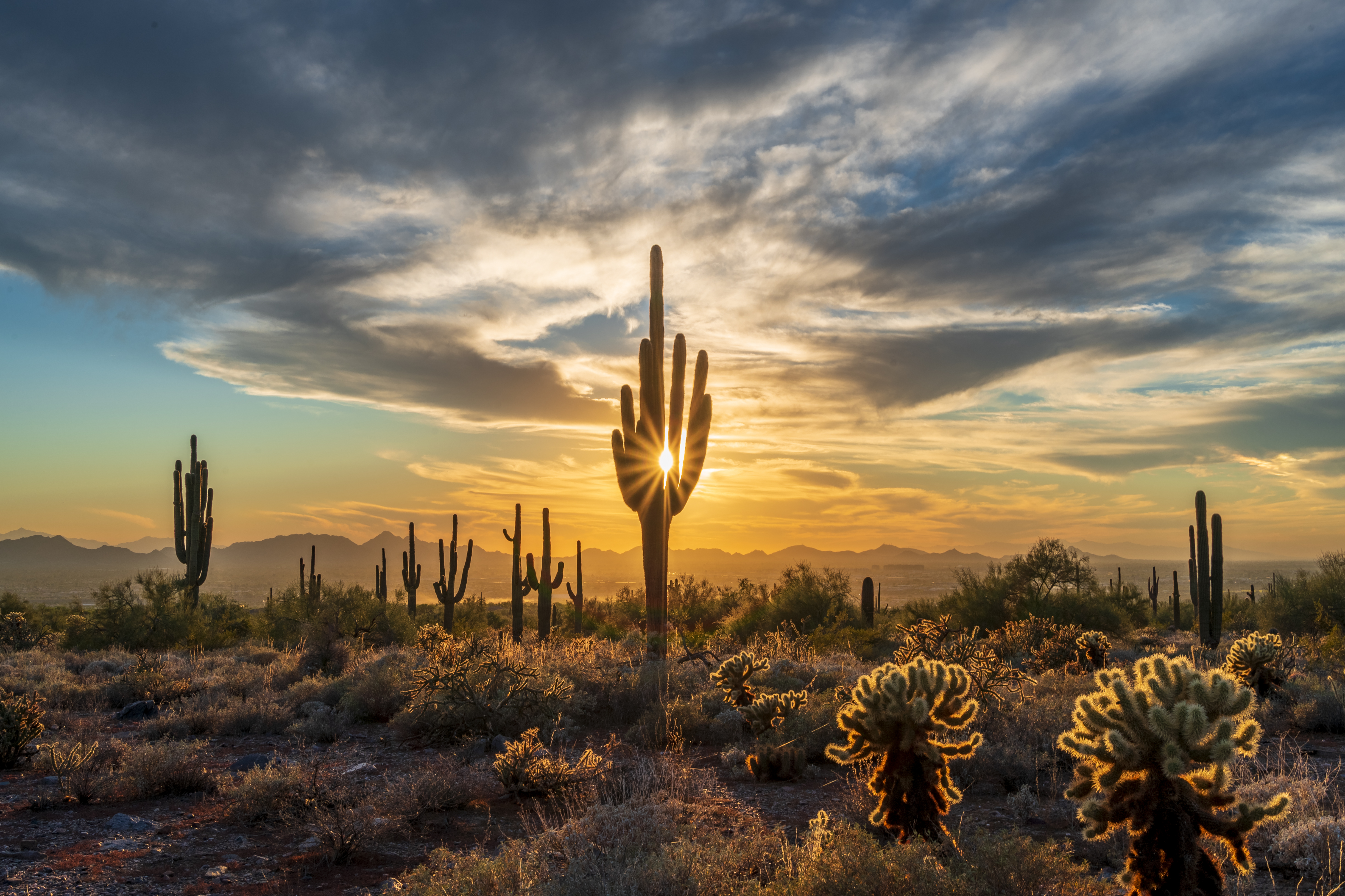 early morning sunrise in the desert