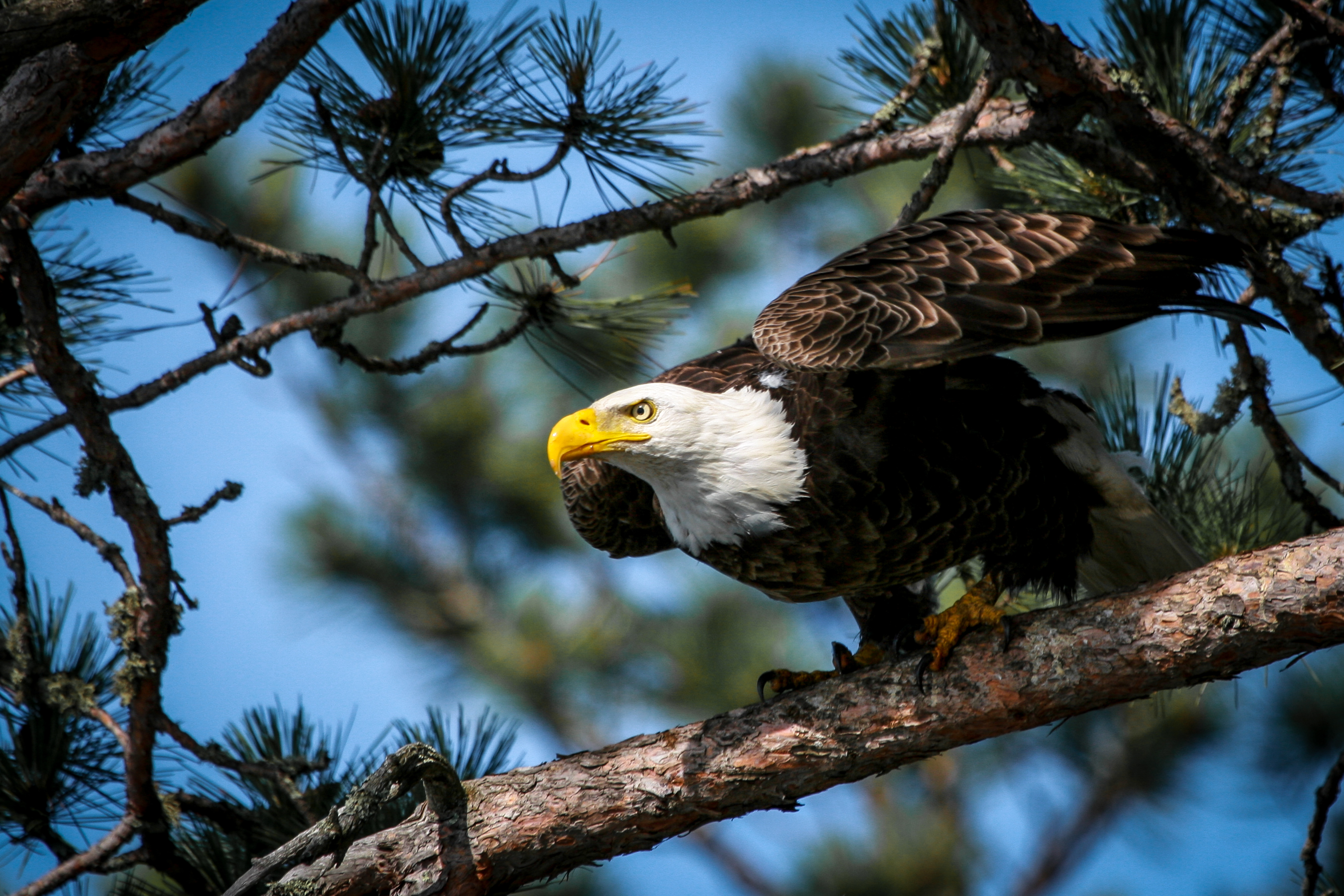 Wildlife in Ely, MN