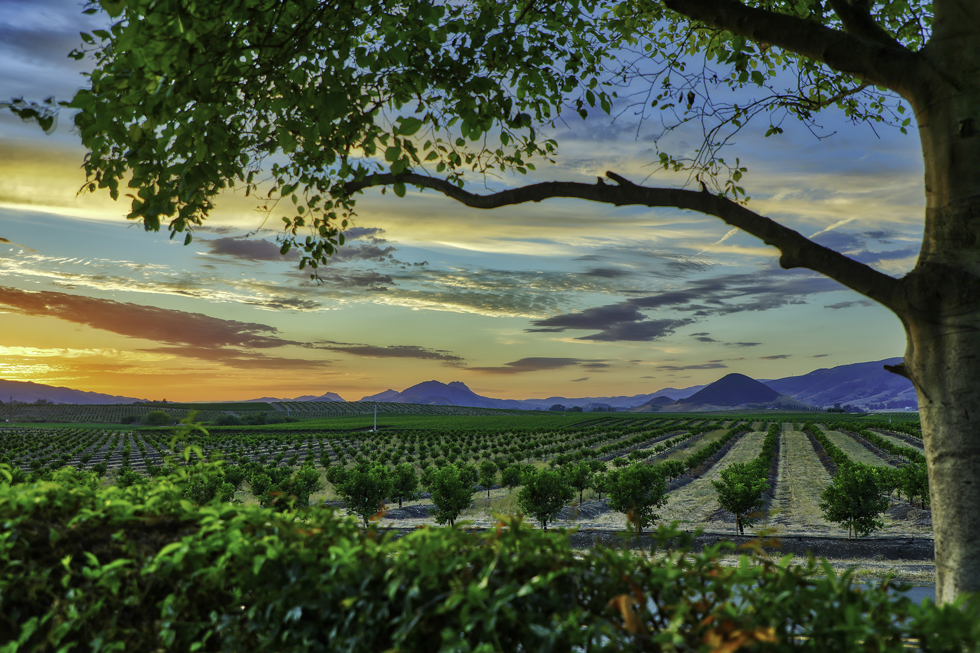 Edna clearance valley wineries