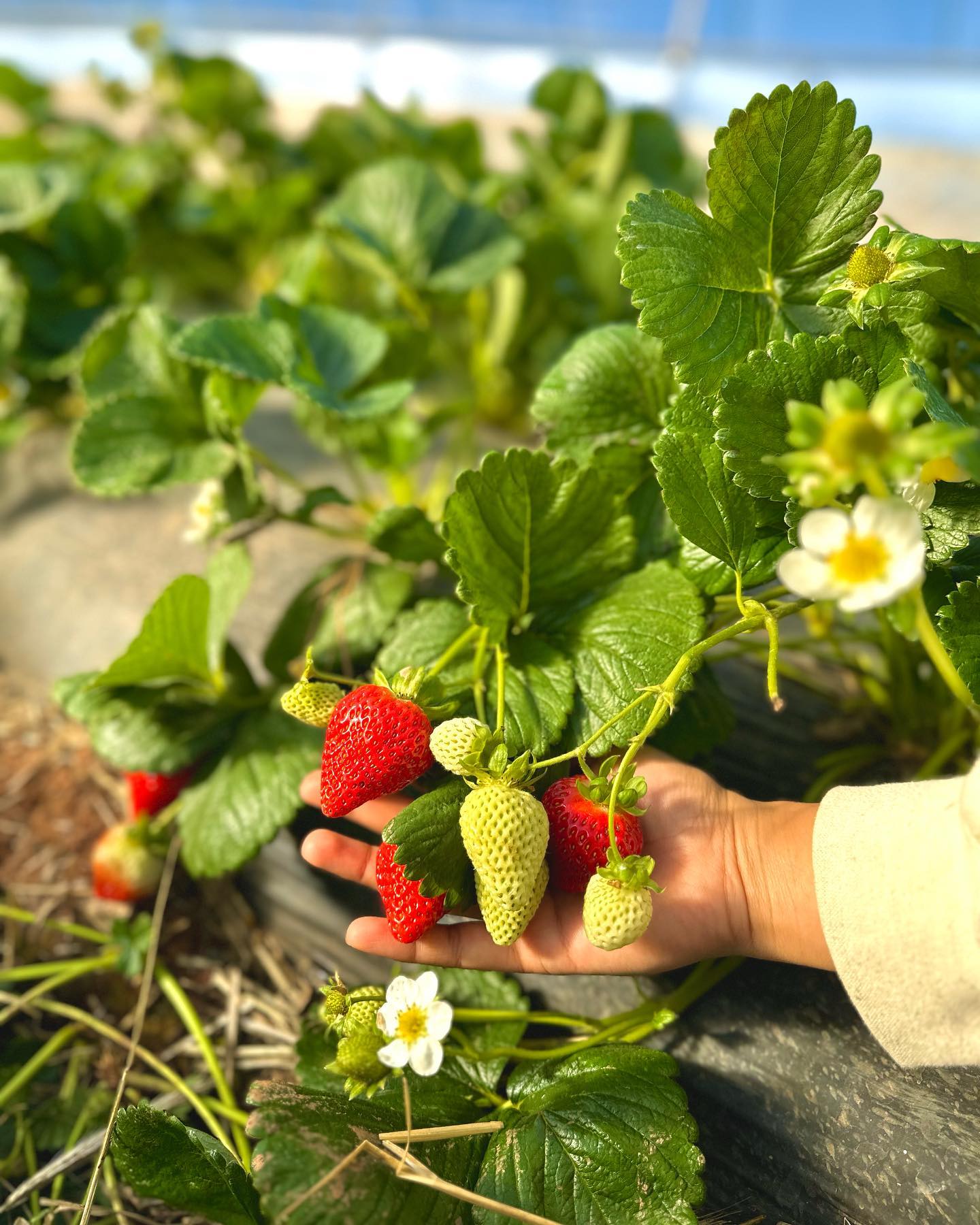 It's Strawberry Season - 1980s Baseball