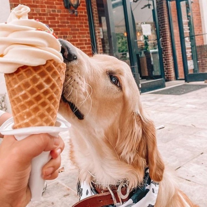 The 16 Best Ice Cream Shops in Greenville You Must Try