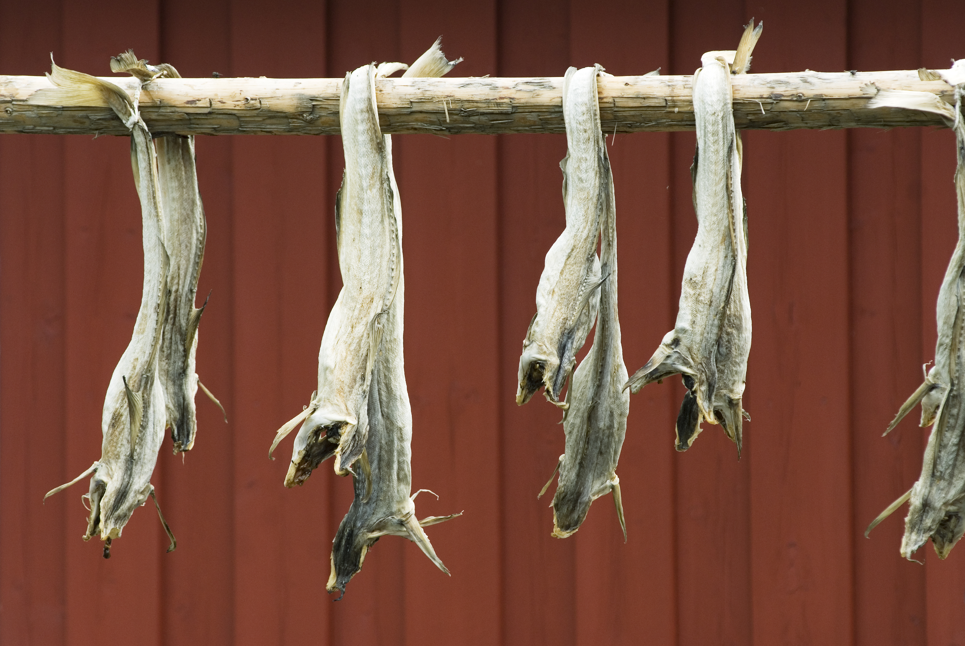 Dried Stockfish - The Tradition Lives On - Norwegian stockfish