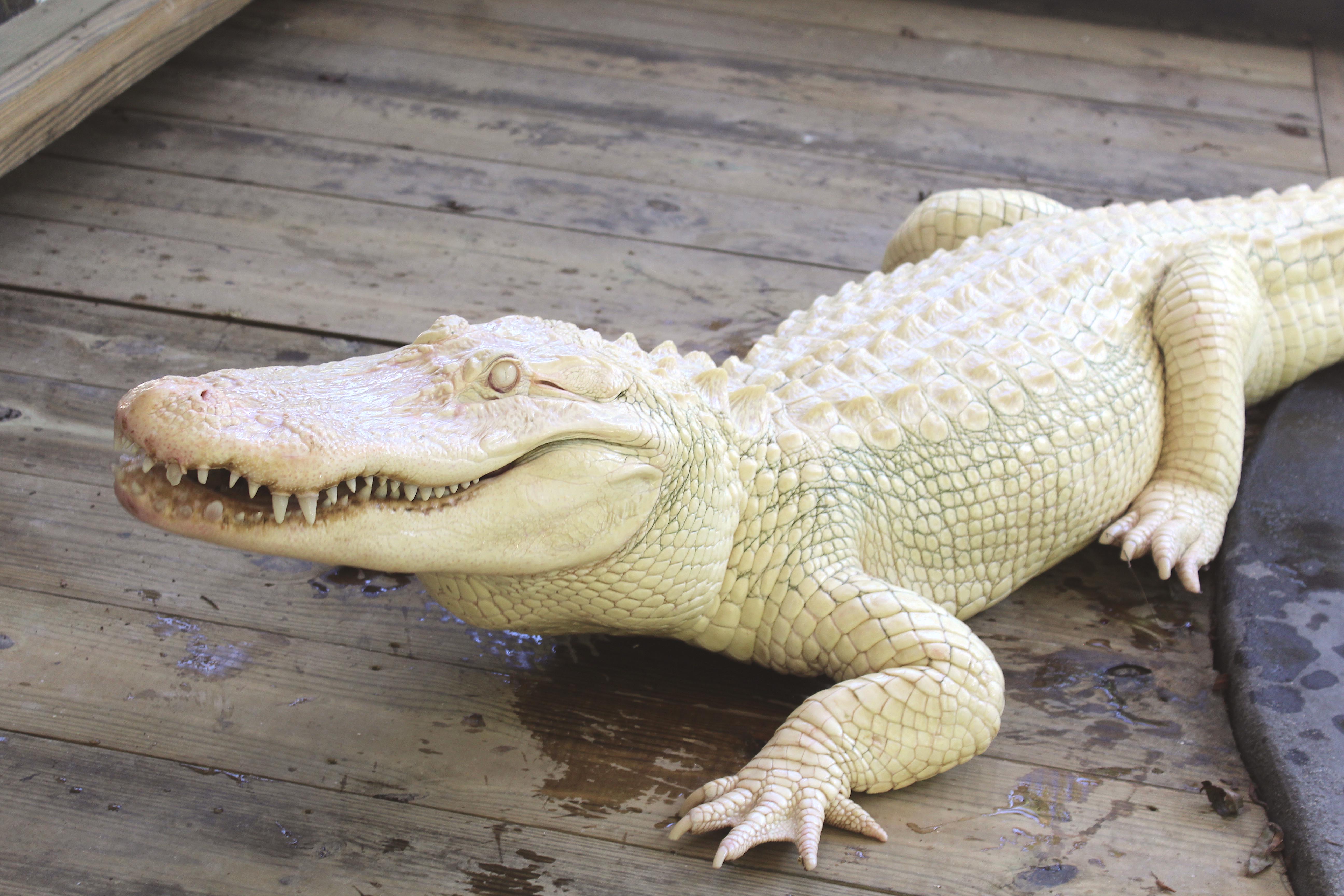 Albino Alligator -  Sweden