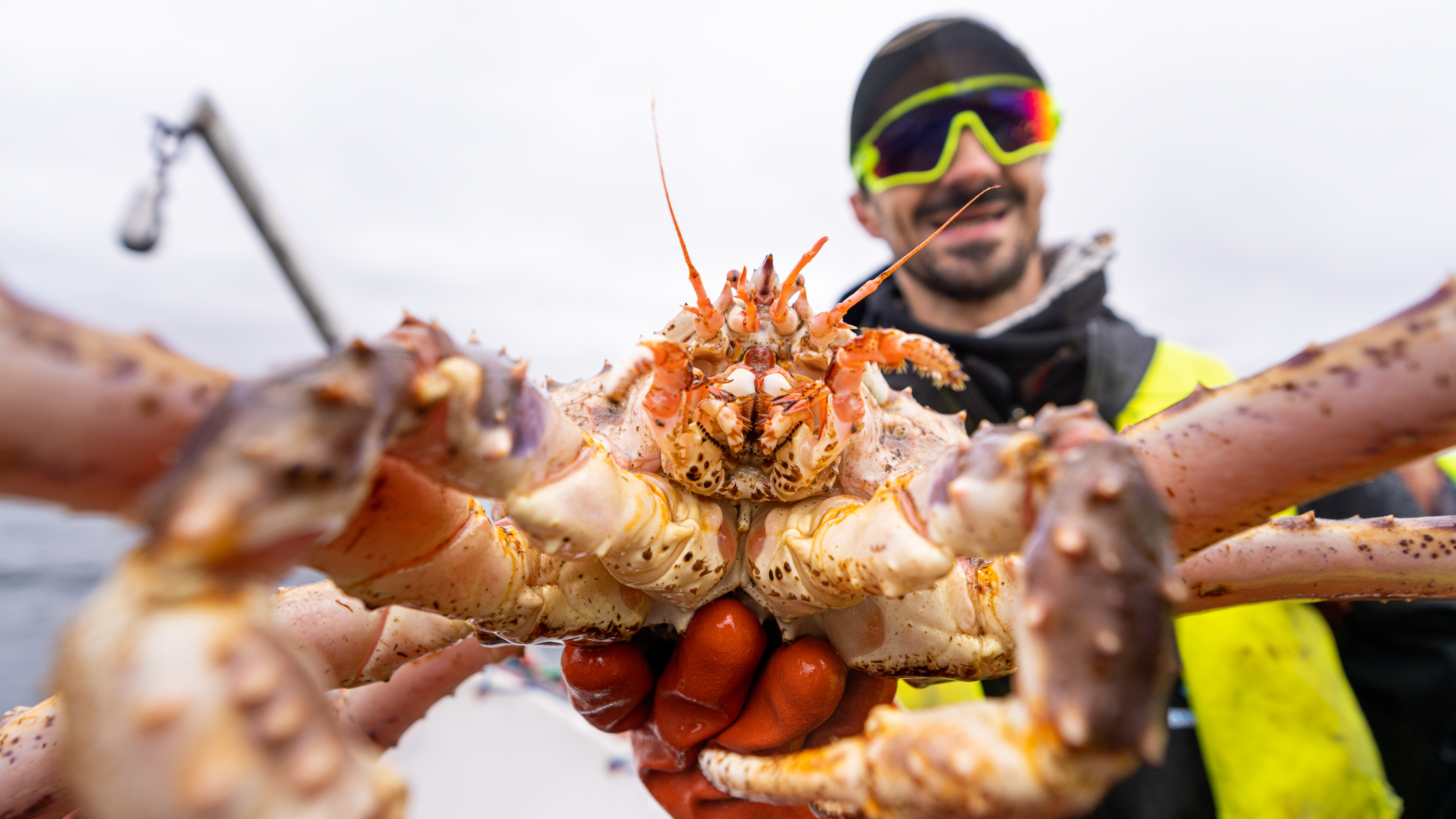 Go on a guided king crab safari