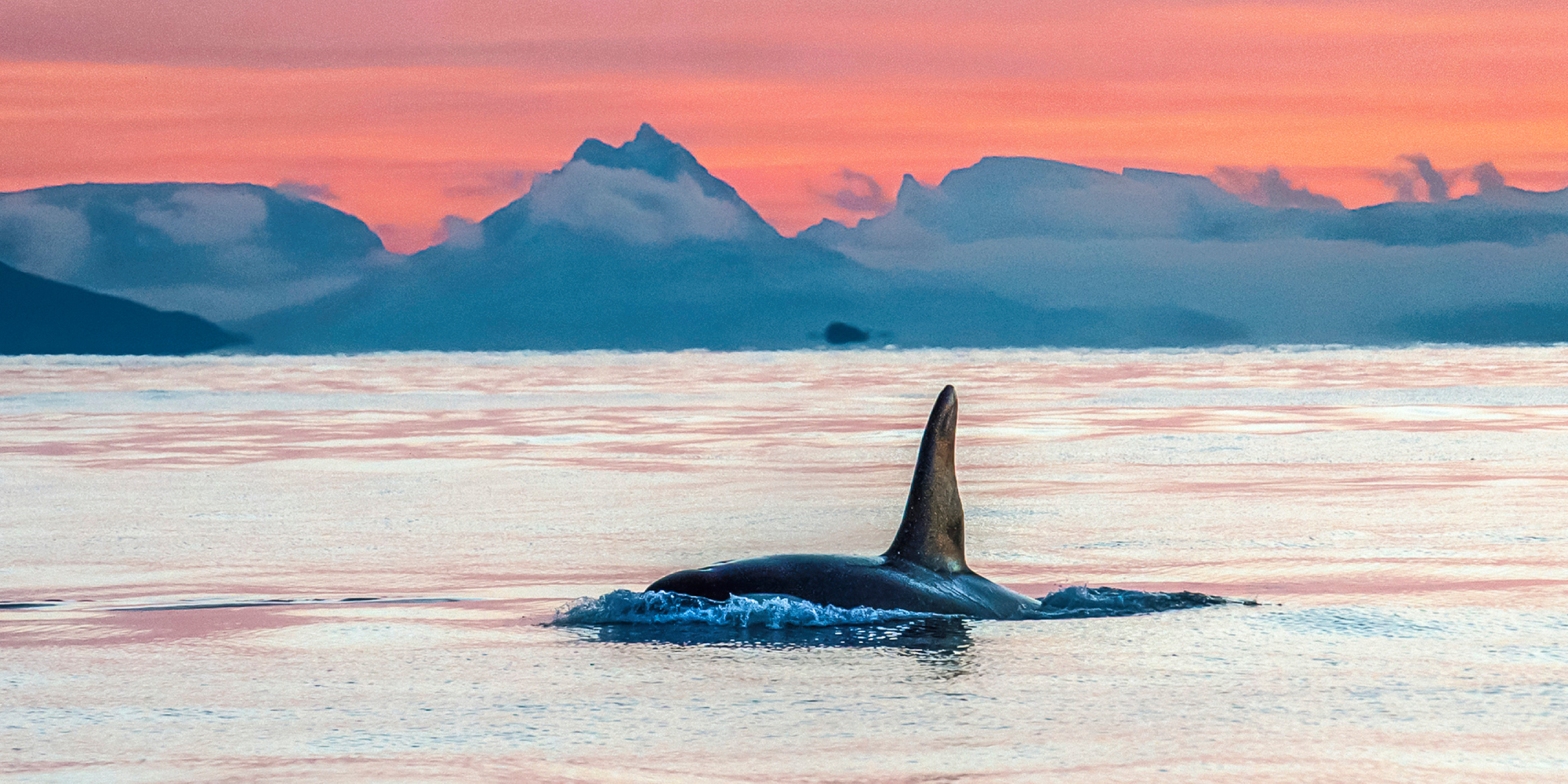 killer-whale-sognefjord-norway-sognefjorden-2025-all-you-need-to