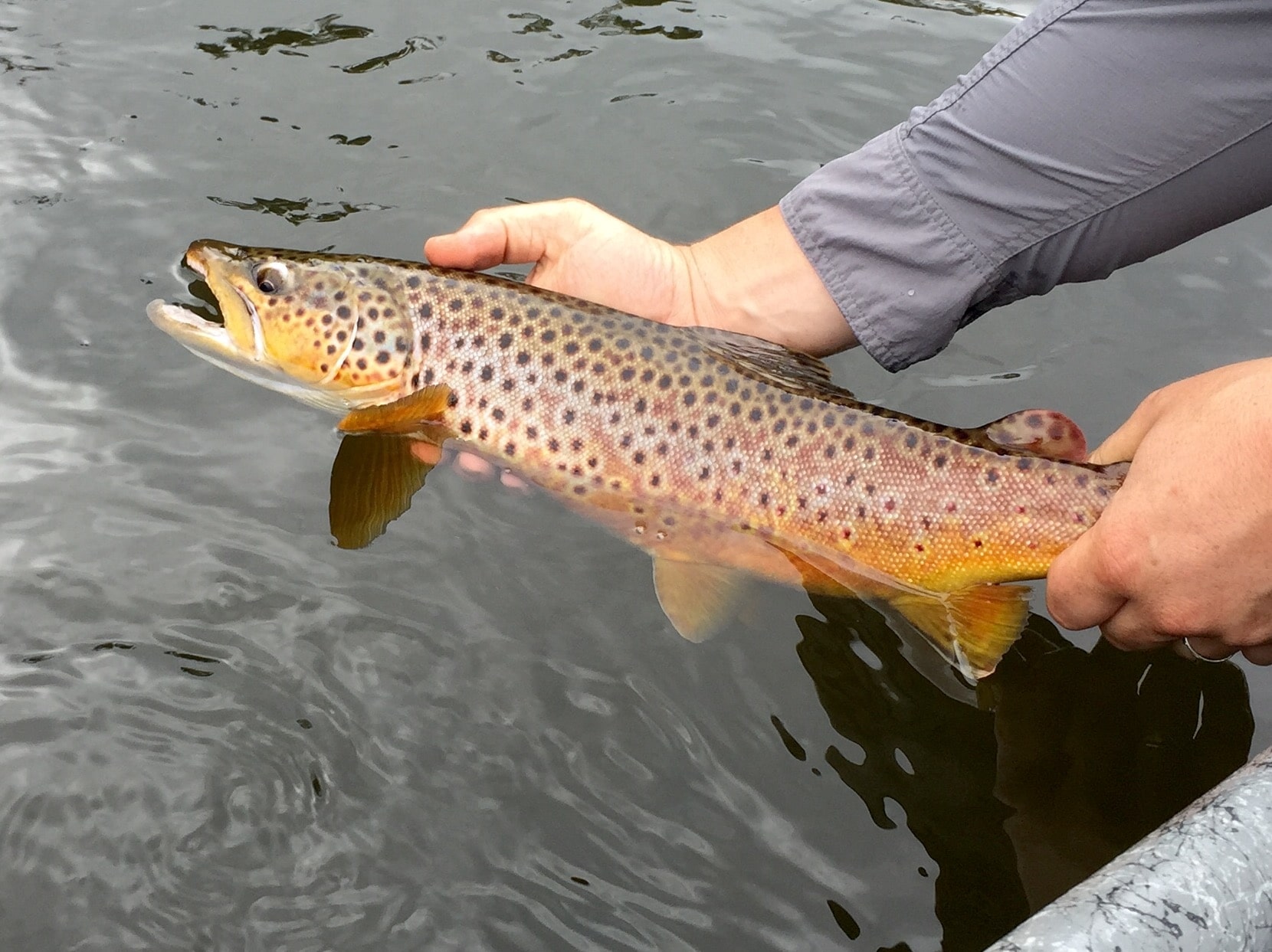 Trout Fishing Before the Hex Hatch - Current Works Guide Service