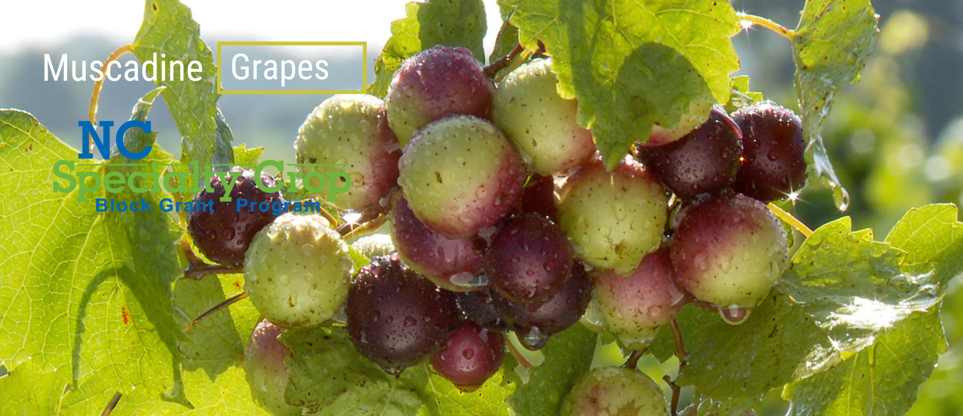 Buy Direct Farms | JoCo Grows Agriculture, Johnston County, NC.