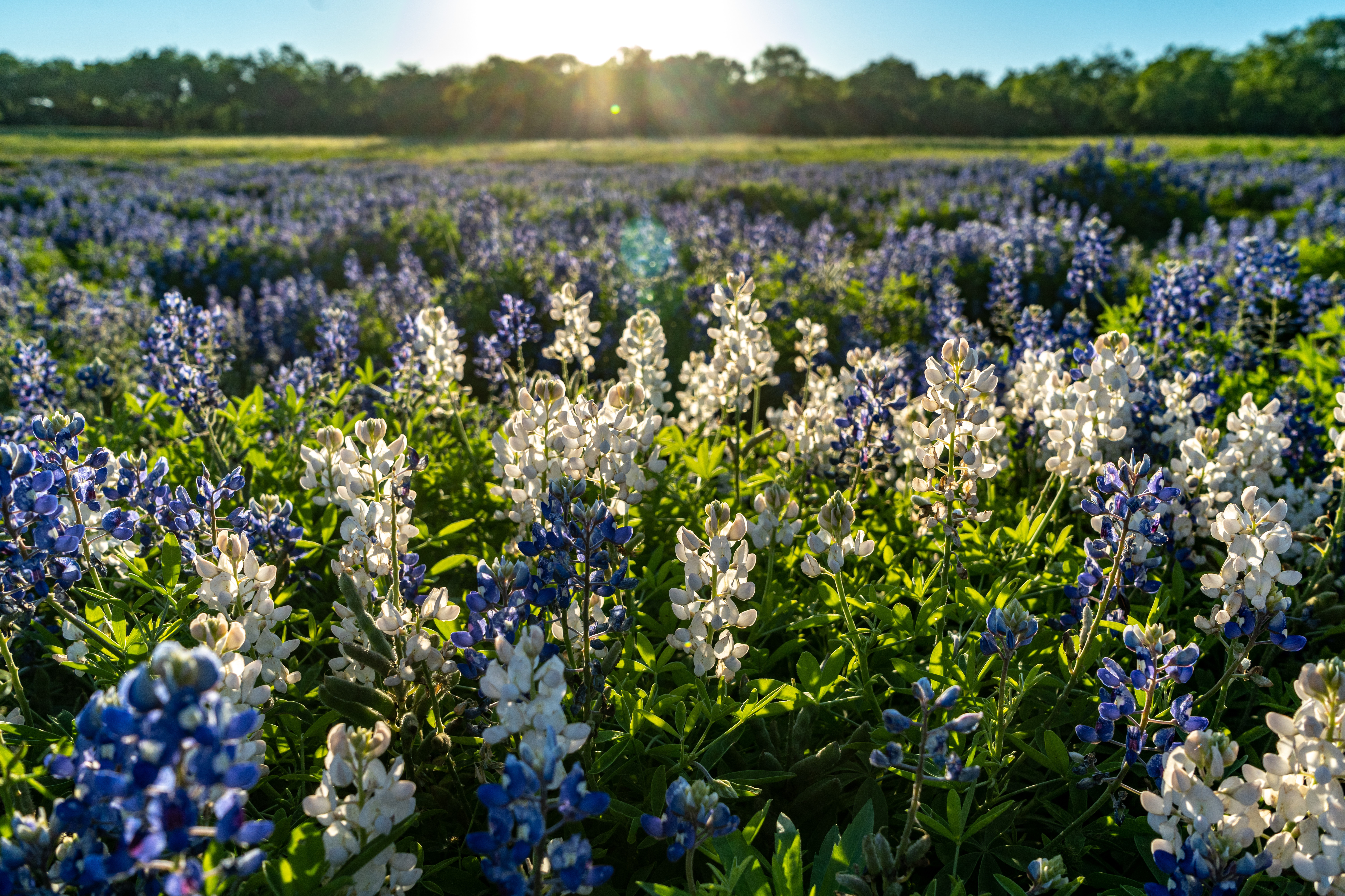 Scenic Texas Wildflower Drives | Spring Road Trips