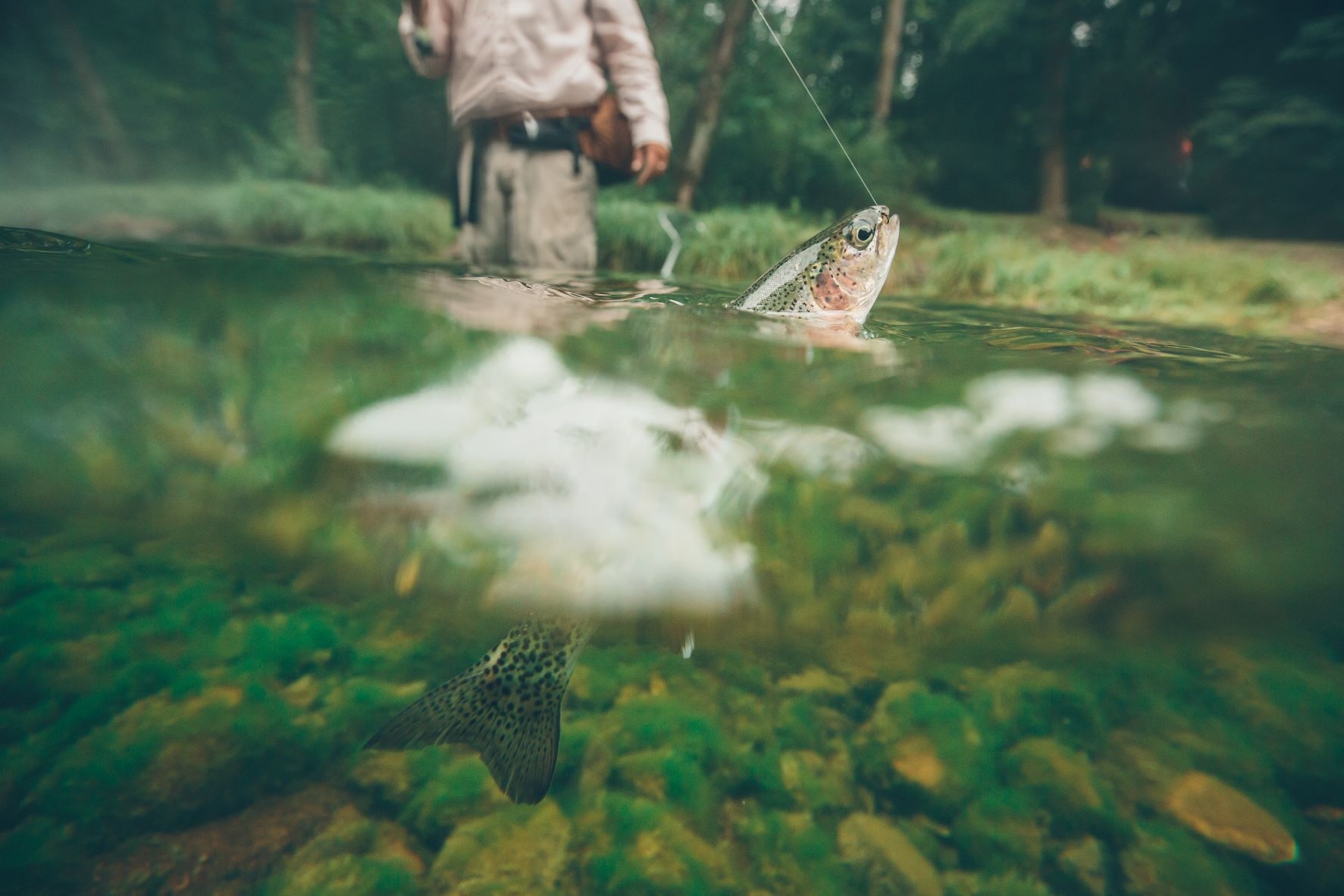 Guide to Fly Fishing the NC High Country, image size:1773x1182