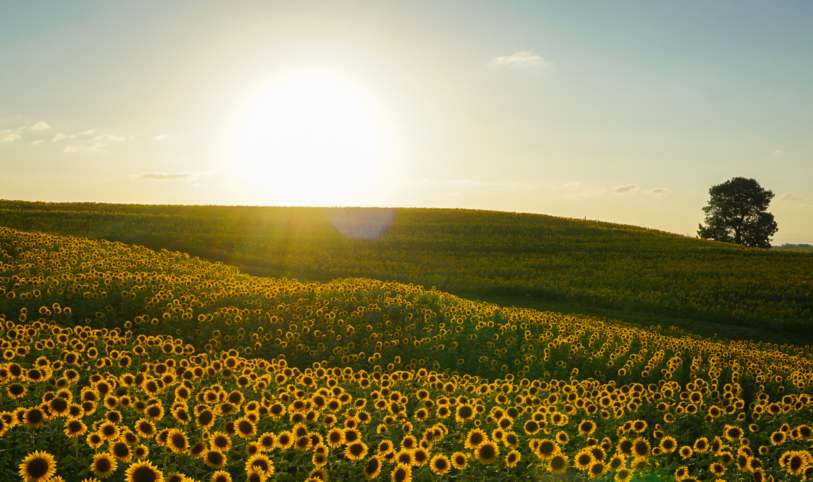 Fresh Georgia Peaches \u0026 Pecans | Buy Online | Pearson Farm, image size:1659x985