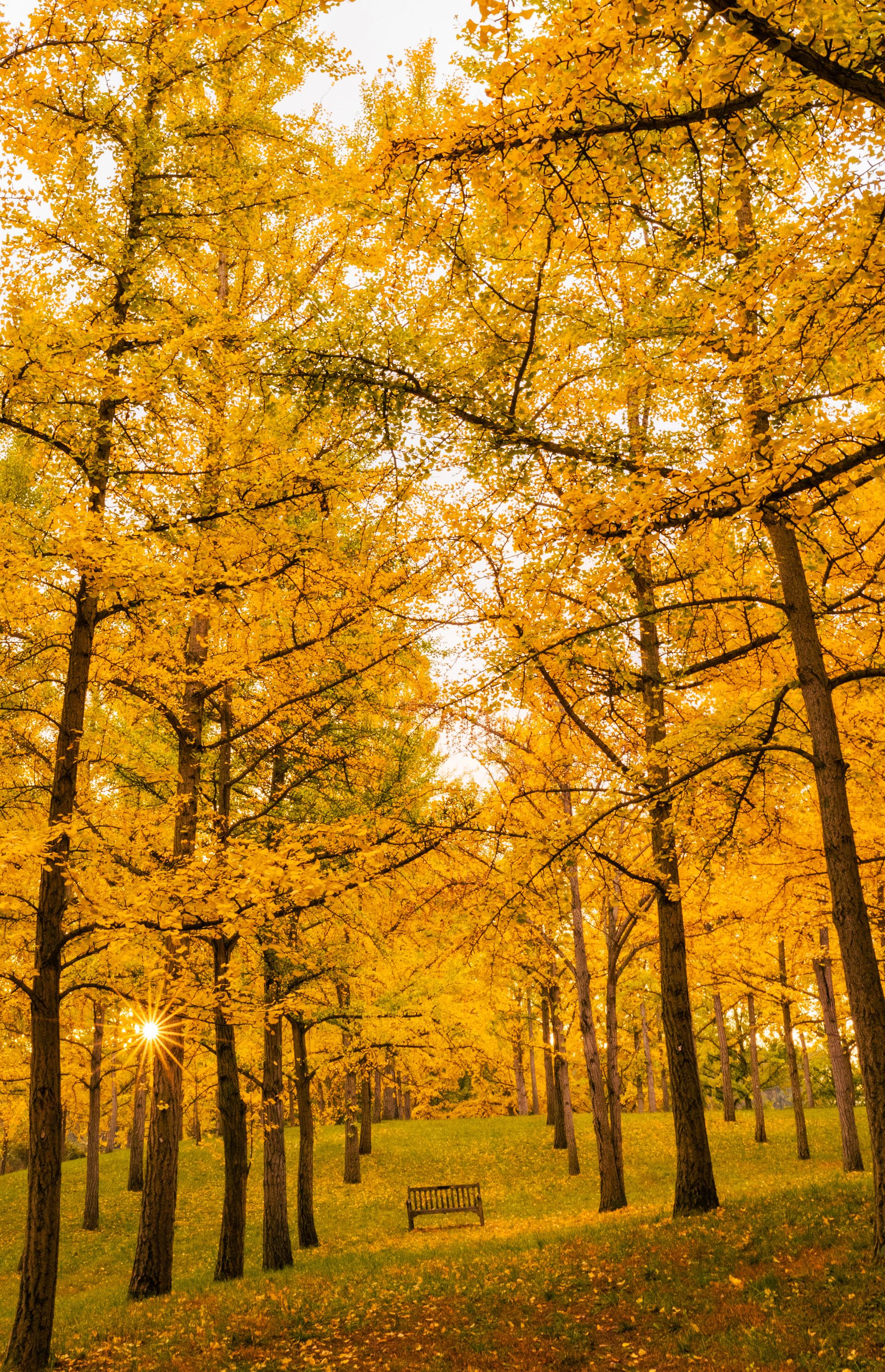 Fall Foliage Report - Virginia Is For Lovers, image size:1936x3000