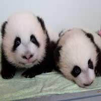 ZOO ATLANTA
