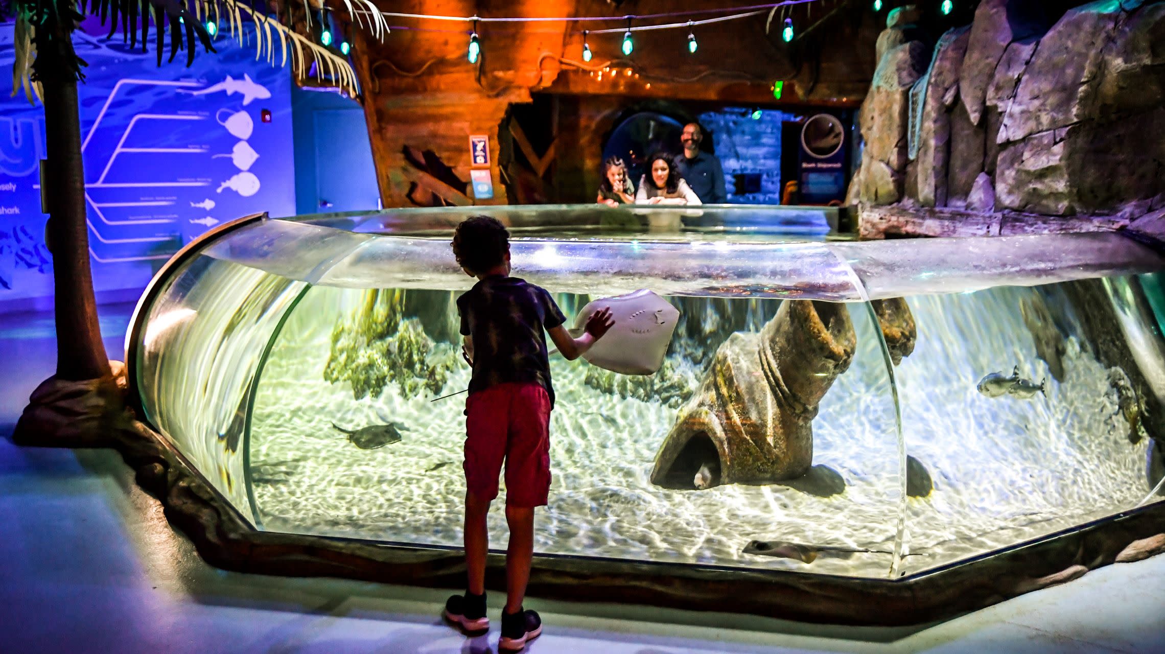 boy stands in front of tank as sting ray swims past