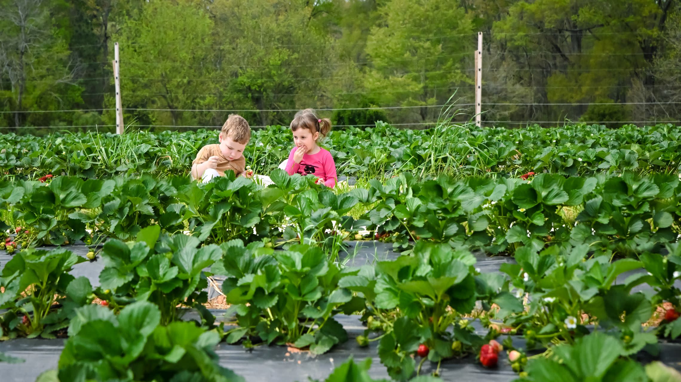 children eating strawberries in u-pick strawberry field
