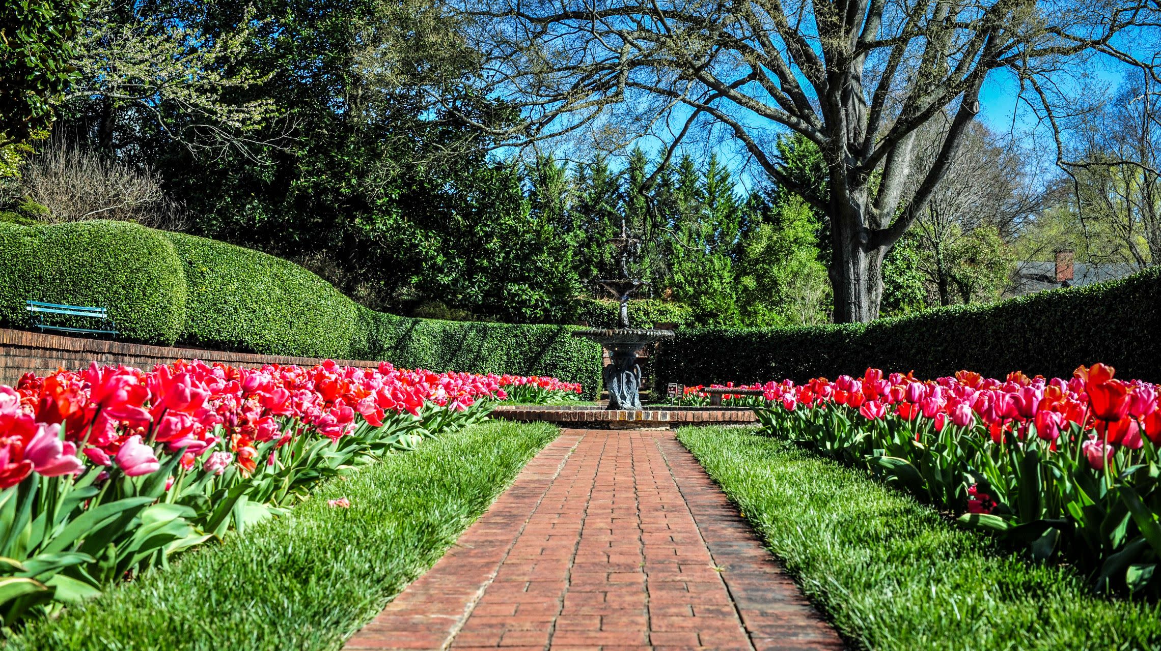 fountain in garden surrounded by tulips