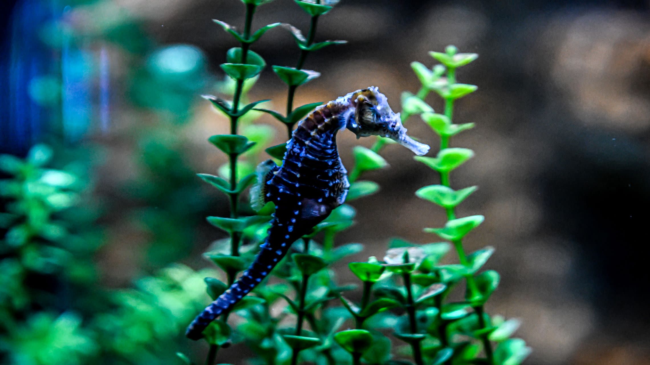 sea horse