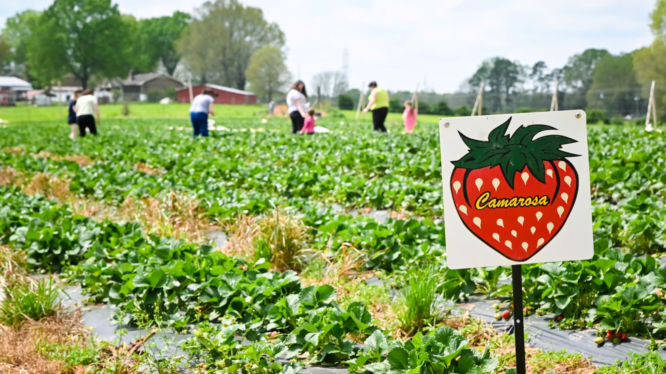 people picking strawberries in field