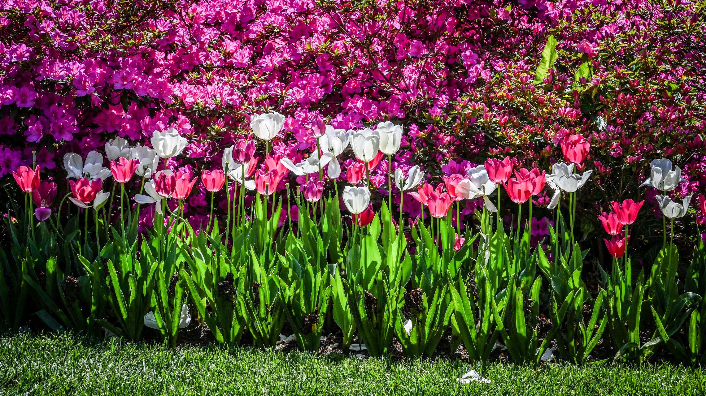 garden with azaleas and tulips