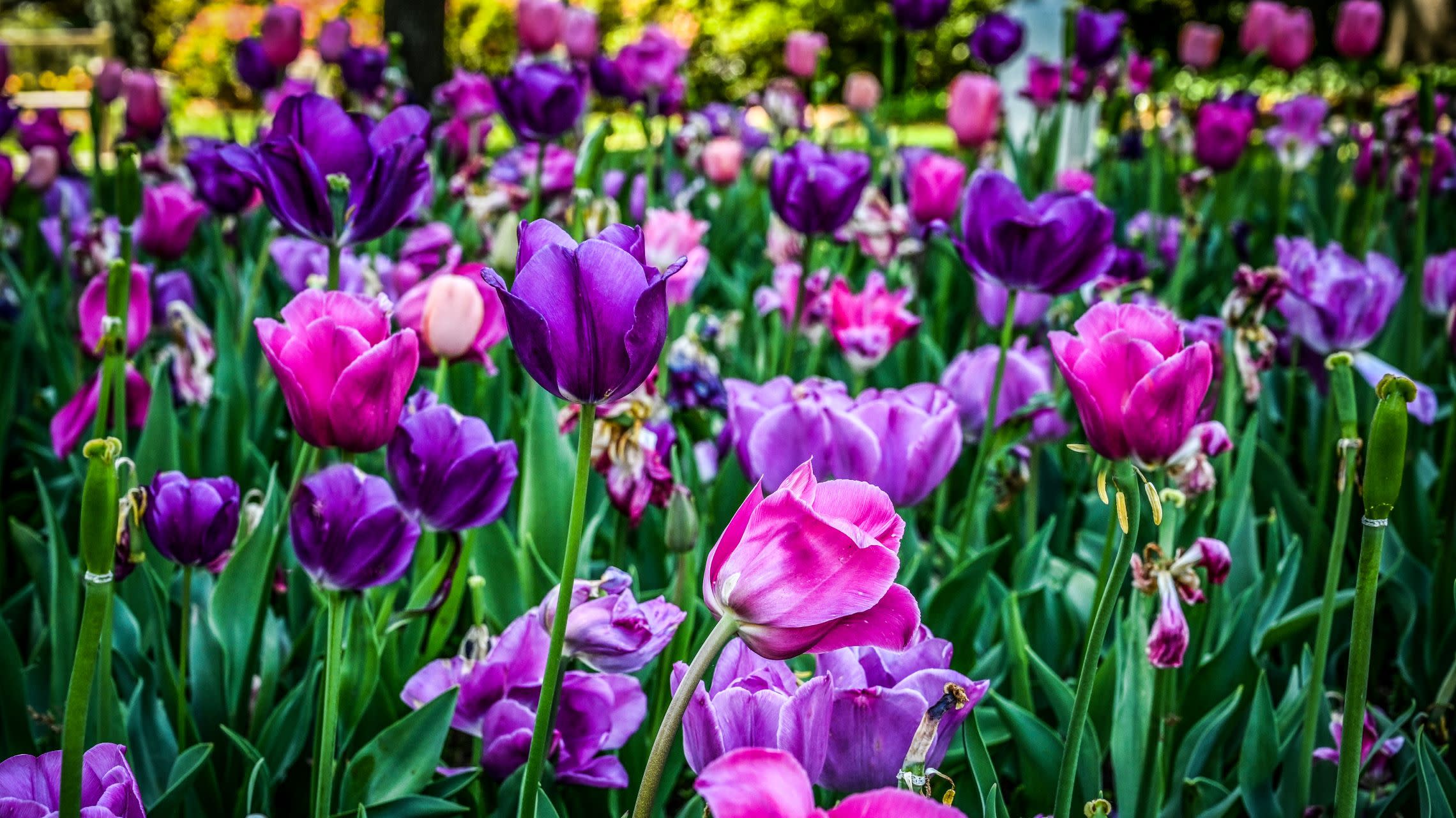 pink and purple tulips