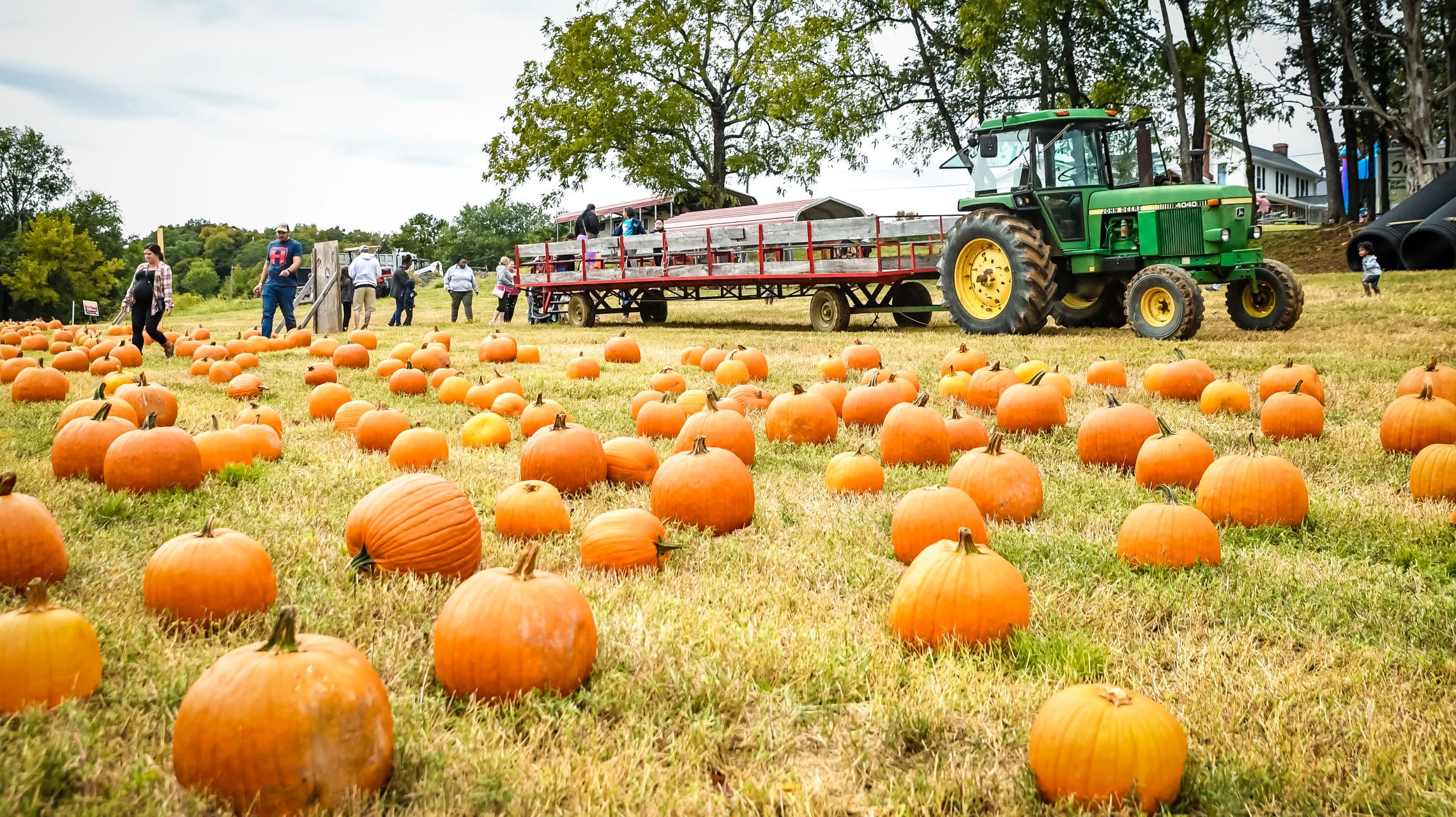 visitors take tractor ride to pumpkin field