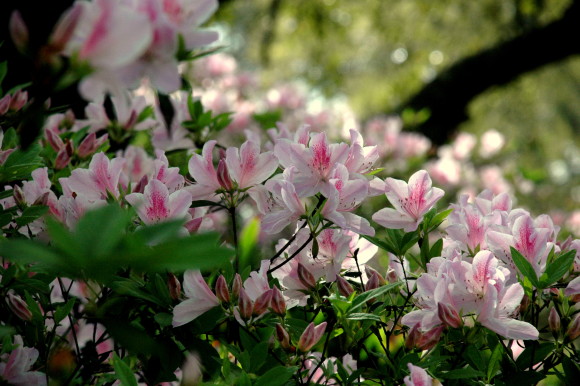 Wonderful Wednesdays at Bellingrath: Garden Renovations