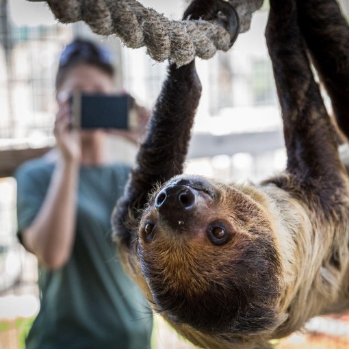 Sloth Encounter: Alabama Gulf Coast Zoo