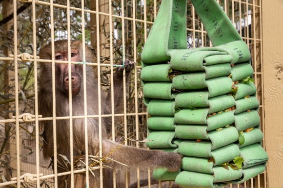 Animal Enrichment Program: Alabama Gulf Coast Zoo Fall 2019