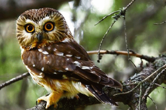 Bats and Owls Observe and Explore Day