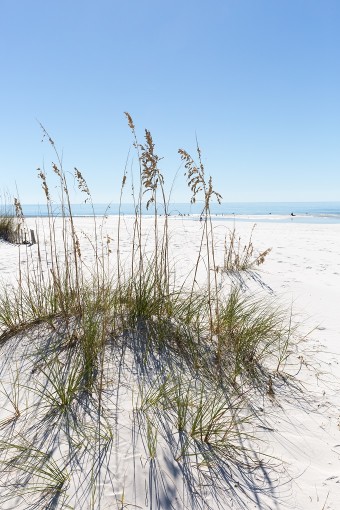 Dune Restoration Experience