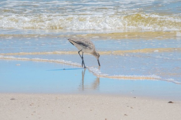 Bird Walk