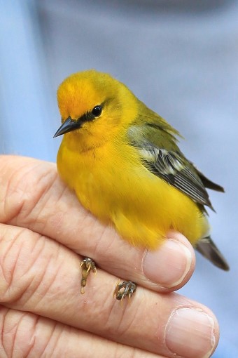 Fort Morgan Bird Banding